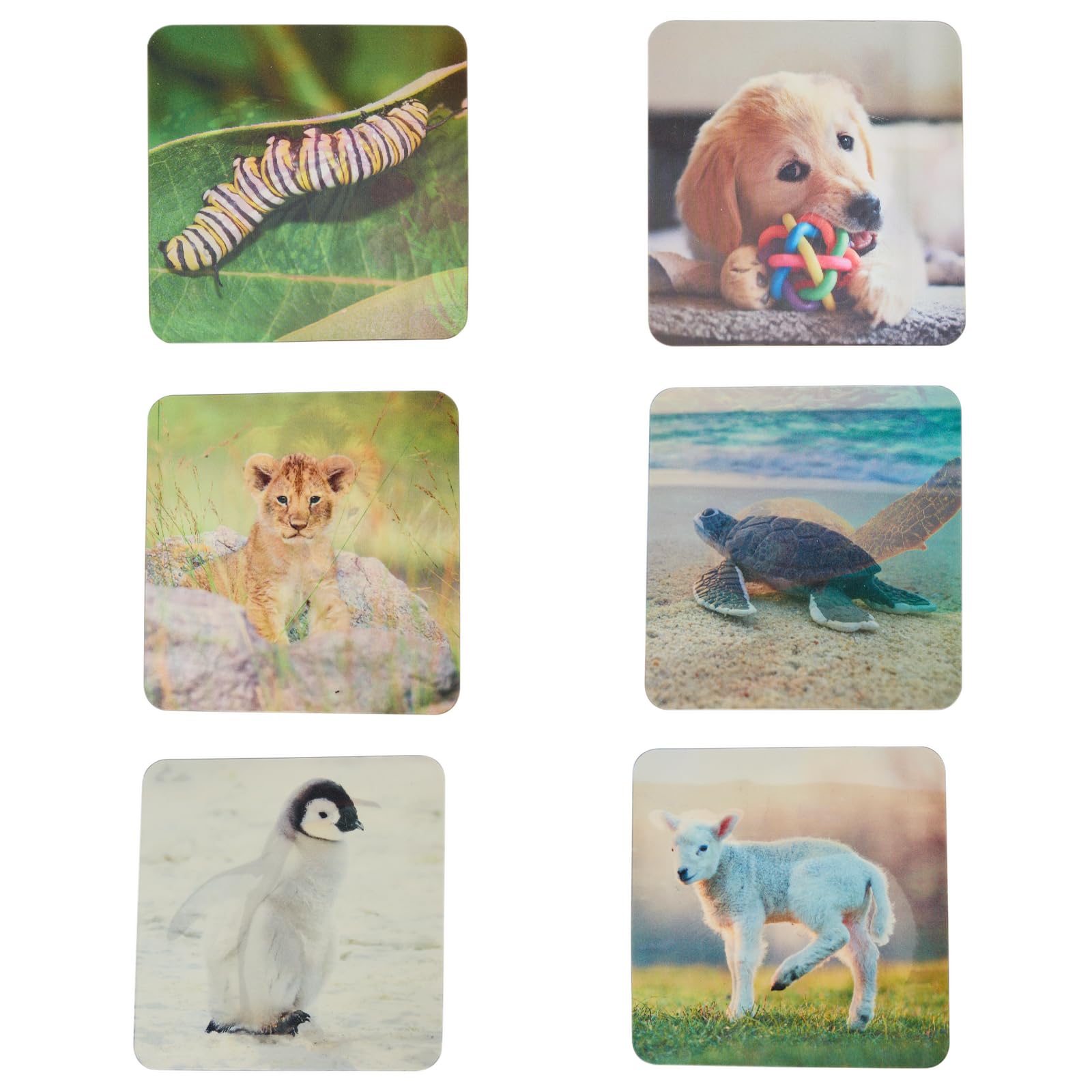 Really Good Stuff Lenticular Cards- Set of 12 - Image 7