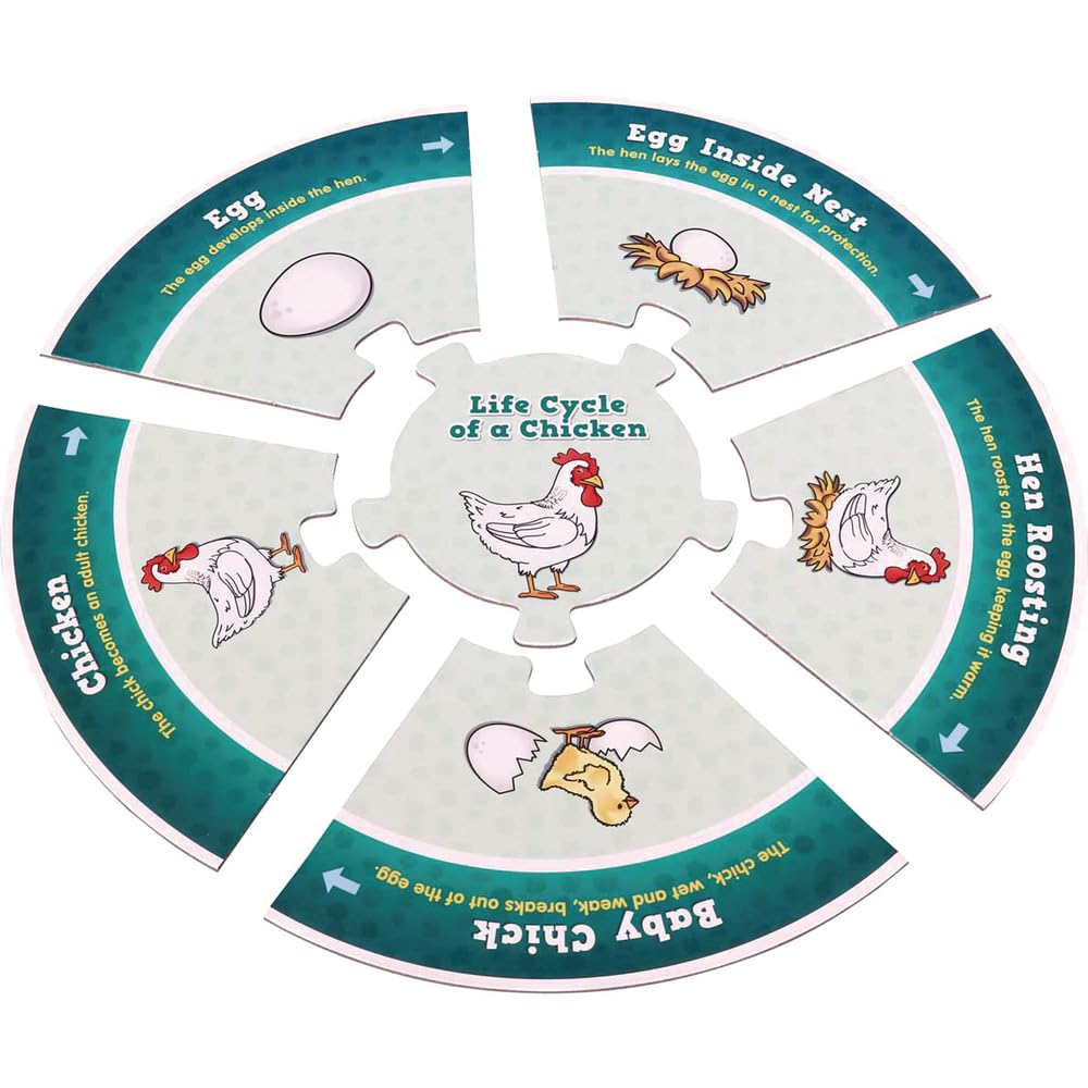 Really Good Stuff Life Cycle Puzzles - 5 Puzzles - Image 8