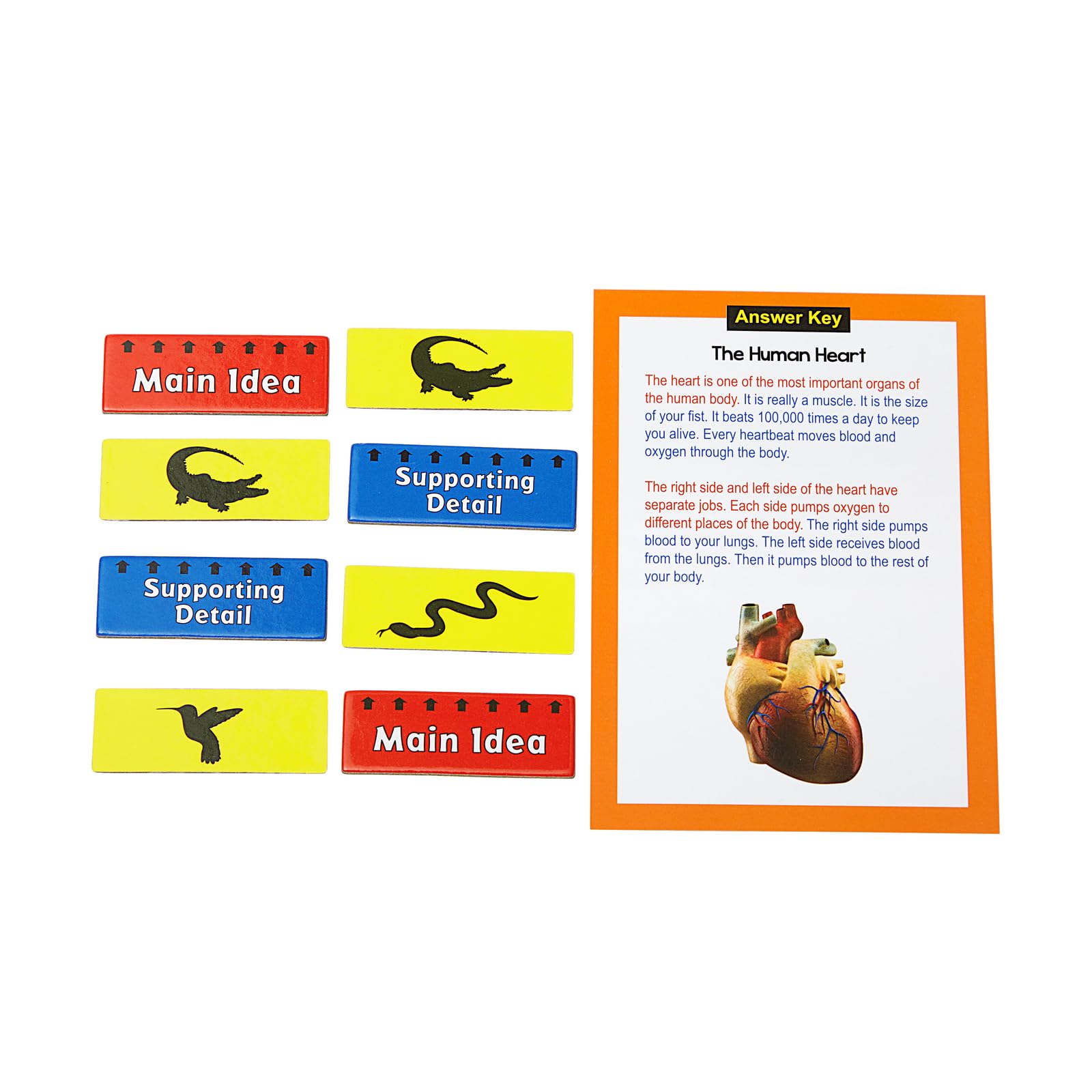 Really Good Stuff Main Idea Markup Level 1 Literacy Center - 1 Literacy Center - Image 5